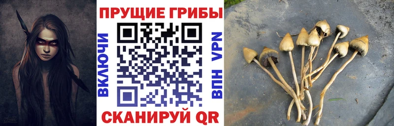 Галлюциногенные грибы Psilocybine cubensis  Александровское 